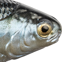 Glimmer Shad
