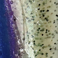 Prism Shad