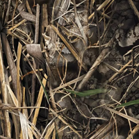 Realtree MAX-7
