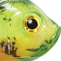 Chartreuse/Orange