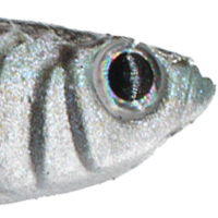 Green Shiner