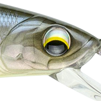 Ghost Bone Minnow