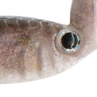 Live Minnow
