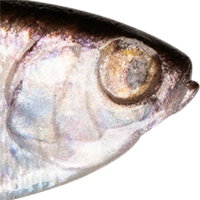 Live Gizzard Shad