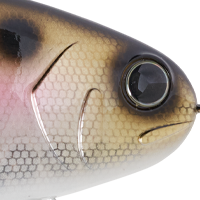 Clearwater Shad