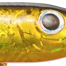 Golden Shiner