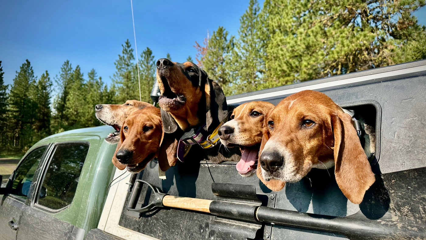 Hunting dogs sticking their heads out the car window.