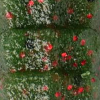 Watermelon/Red Flake