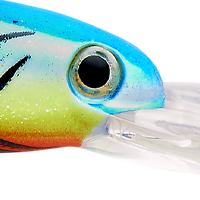 Parakeet