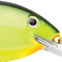 Chartreuse Black Back