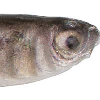 Live Minnow