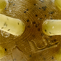 Watermelon Seed