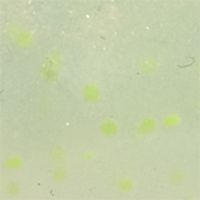 Wasabi