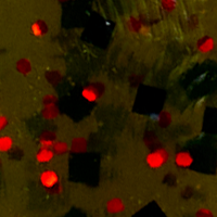 Watermelon/Red Flake