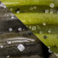 Green Pumpkin Watermelon