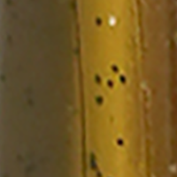 Green Pumpkin Money