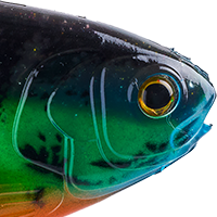 Bluegill