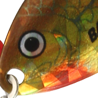 Gold Shiner