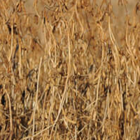 Faded Grass