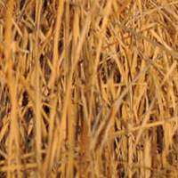 Cattail Slough