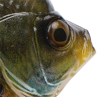 Female Bluegill