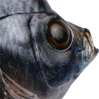 Ghost Gill