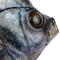 Crappie