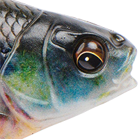 Bluegill