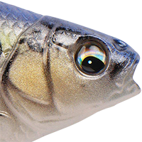Chartreuse Shad