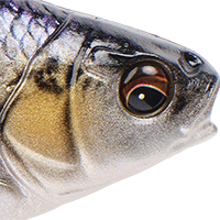Purple Shad