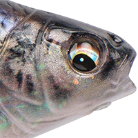 Threadfin