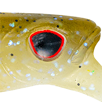 Tennessee Shad