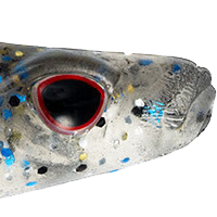 Smokey Shad