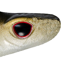 Natural Shad