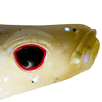 Tennessee Shad