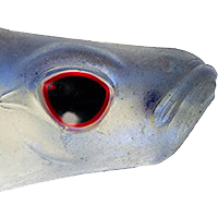 Blue Back Herring
