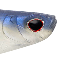 Blue Back Herring