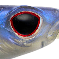 Blue Back Herring