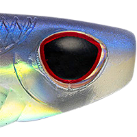 Blue Back Herring