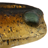 Brown Shrimp