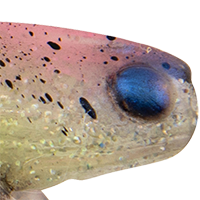 Laguna Shrimp