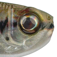 HD Blacknose Shiner