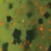 Watermelon Orange