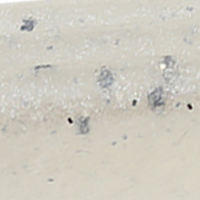 Silver Shad
