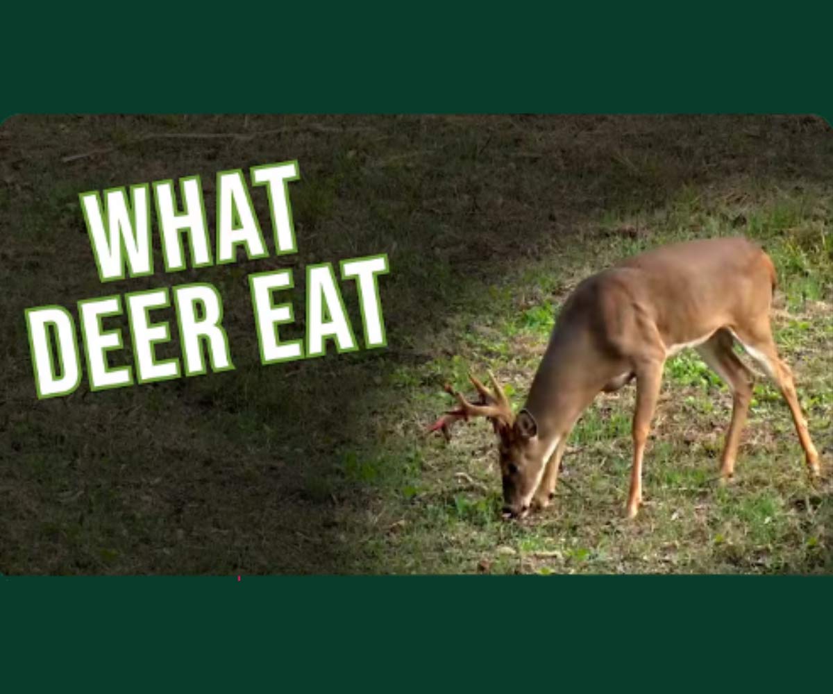 What Do Deer Eat? | Deer Hunting 101 Thumbnail