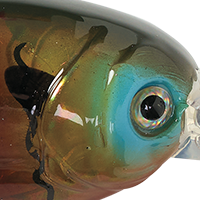 Bluegill