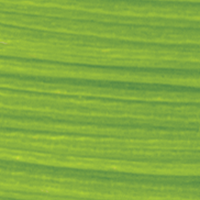 Neon Lime