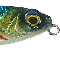 American Shad