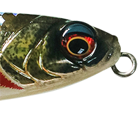 Olive Minnow