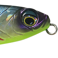 Yellow Belly
